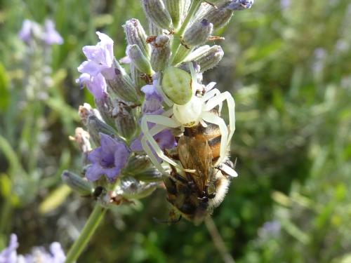 Misumena vatia